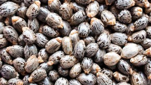 how-to-start-castor-farming-nigeria-africa